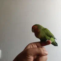 طوطی برزیلی (کوتوله برزیلی) دستی و رام (ماده)|پرنده|کهریزک, |دیوار