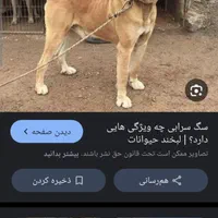 سگ نگهبانی