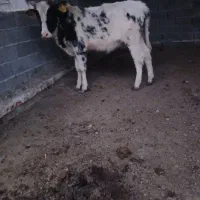 گوساله مهلی|حیوانات مزرعه|سیمین شهر, |دیوار