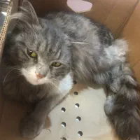 واگذاری رایگان گربه میکس پرشین