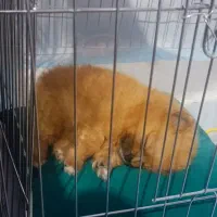 سگ پامر خرسی ۱۵ میلیونی|سگ|آمل, |دیوار