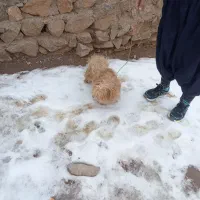 سگ شیتزو|سگ|خرم‌آباد, |دیوار