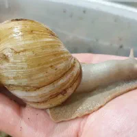 حلزون طبی آچاتینا|خزنده|اردبیل, |دیوار