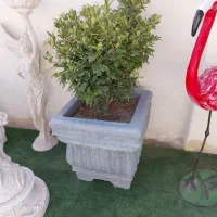 گلدان بتنی فایبرگلاس باکس|گل و گیاه طبیعی|سمنان, |دیوار