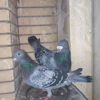 کبوتر سبز آلمانی وپولکی یه جفت روی تخم|پرنده|مشهد, کوی المهدی|دیوار