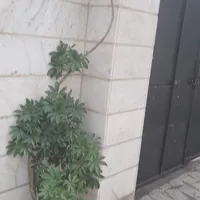 گل پنج انگشت