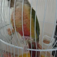 گرینچیک|پرنده|فولادشهر, مسکن مهر فولادشهر|دیوار