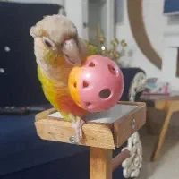 طوطی گرینچیک سخنگو|پرنده|رشت, بیجارپس|دیوار