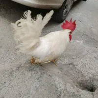 خروس