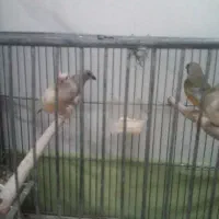 فنچ گلدین|پرنده|تهران, آهنگ|دیوار