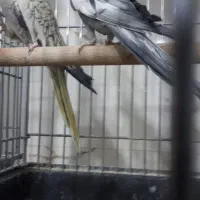 جفت عروس هلندی گرینچیک کوتوله قناری مولدهمه رنگ|پرنده|برخوار, |دیوار