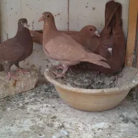 نر و ماده زرد و سرخ کرمونی