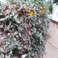 چمنکاری.کوددهی هرس گلکاری جابجای بیل زدن|خدمات باغبانی و درختکاری|پردیس, |دیوار