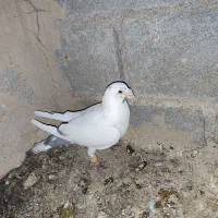 معاوضه با عروس هلندی