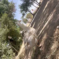 غاز ۵ ماهه|حیوانات مزرعه|خمین, |دیوار