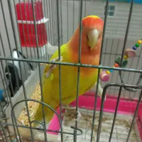 طوطی برزیلی