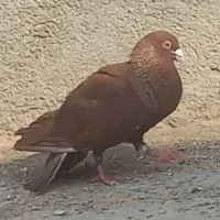 کفتر رنگه