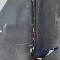 کفتر پلاکی