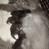 توله گربه بریتیش