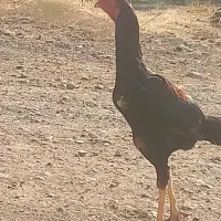 خروسی لاری اصل پنج ماه|حیوانات مزرعه|مهاباد (آذربایجان غربی), |دیوار