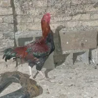 لاری مرغ و خروس