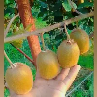 کیوی