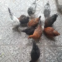 ۱۰عدد وارک  وکلشیر خوب وسرحال ب فروش میرسد