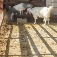 بز کهره دار شکم اول