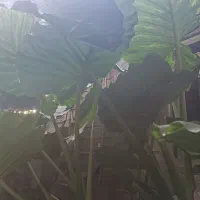 گل  بابا آدم|گل و گیاه طبیعی|آستارا, |دیوار