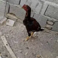 یه جفت مرغ خوب نصل دارضمانت