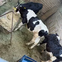 فروش ۲ راس گوساله نر هلشتاین اصیل (لقاحی)