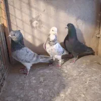 ۳ عدد تهرانی گرفتنی