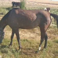 اسب|اسب و تجهیزات اسبسواری|قیدار, |دیوار