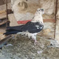 کبوتر نروماده