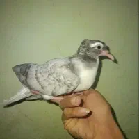 ساده طاووسی