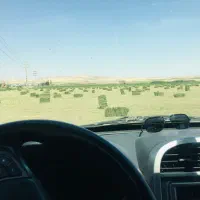 یونجه خالص