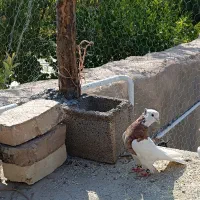 کبوتر طوقی گلی سبز سینه طافطه|پرنده|شیراز, آزادی|دیوار