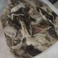 پشم گوسفند