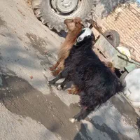 دو عدد بز ماده