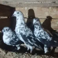 کفتر|پرنده|بیرجند, |دیوار