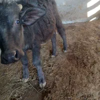 گوساله نر گاو میش