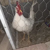 خروس جوان و سرحال