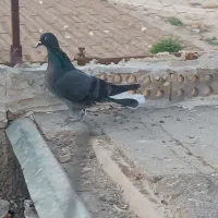 جوانه ماده زاغ دمسفید