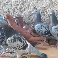 ده کبوتر پلاکی|پرنده|خورموج, |دیوار