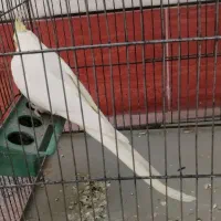 عروس هلندی ماده لوتینو|پرنده|لار, |دیوار