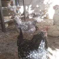 تخم مرغ گلین کیفیت فول|حیوانات مزرعه|شیراز, بازار|دیوار