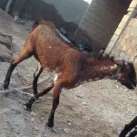 کهره|حیوانات مزرعه|درگهان, |دیوار