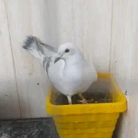 جفت کبوتر|پرنده|بیرجند, |دیوار