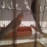 طوطی عروس|پرنده|سنگر, |دیوار