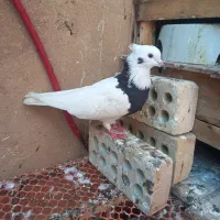 طوقی سیاه ماده